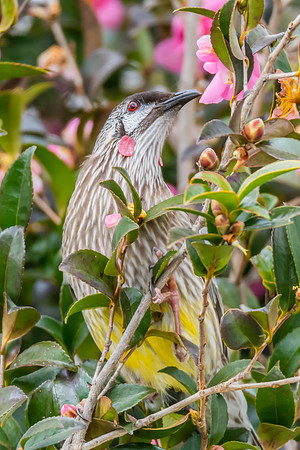 Red Wattlebird Feeding Among Pink Camellias
