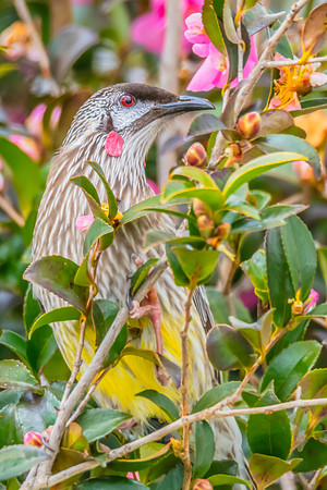Red Wattlebird Feeding Among Pink Camellias
