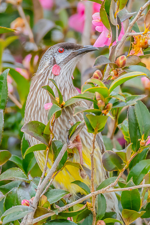Red Wattlebird Feeding Among Pink Camellias
