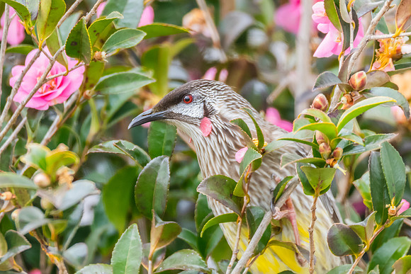 Red Wattlebird Feeding Among Pink Camellias