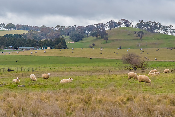 Overcast Winter Australian Country Landscape