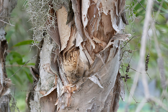 Melaleuca Leucadendra Weeping Paperbark tree and vine