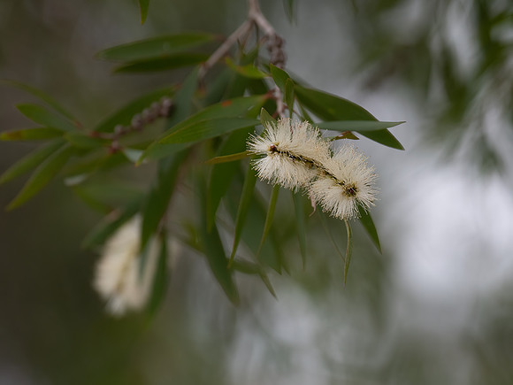 Pale yellow or creamy coloured bottlebrush flowers on a Paperbar
