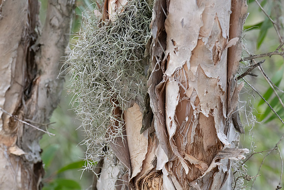 Melaleuca Leucadendra Weeping Paperbark tree and vine