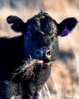 Cow in the paddock
