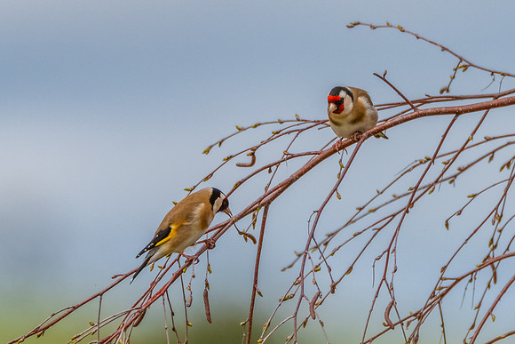 The small and multi-coloured European Goldfinch