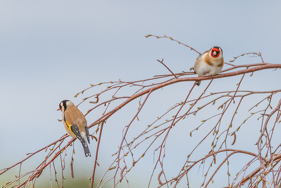 The small and multi-coloured European Goldfinch