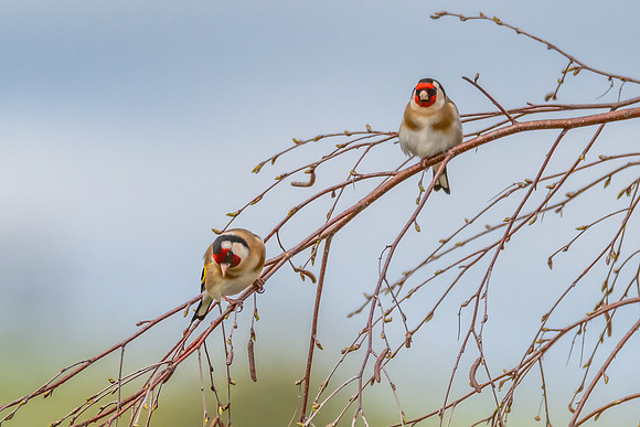 The small and multi-coloured European Goldfinch