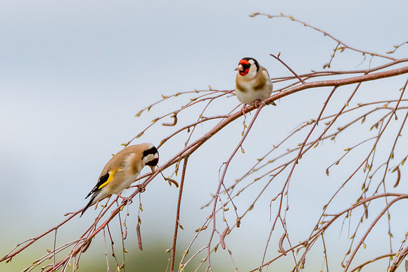The small and multi-coloured European Goldfinch