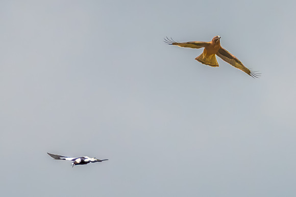 Australian Magpie chalenging a Light-morph Little Eagle  in an o