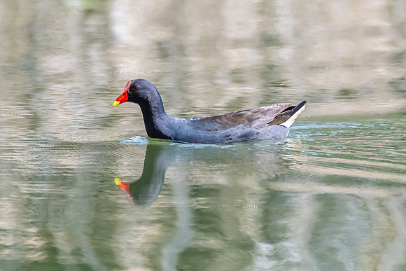 Birds of the Wetlands - Purple Swamphen