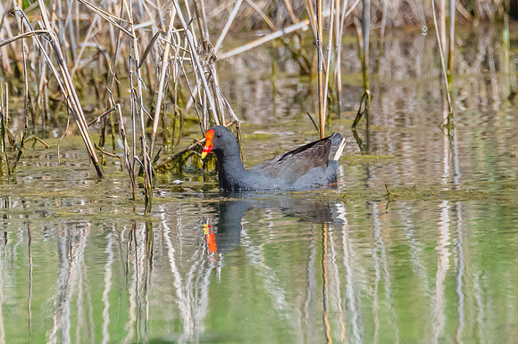 Birds of the Wetlands - Purple Swamphen