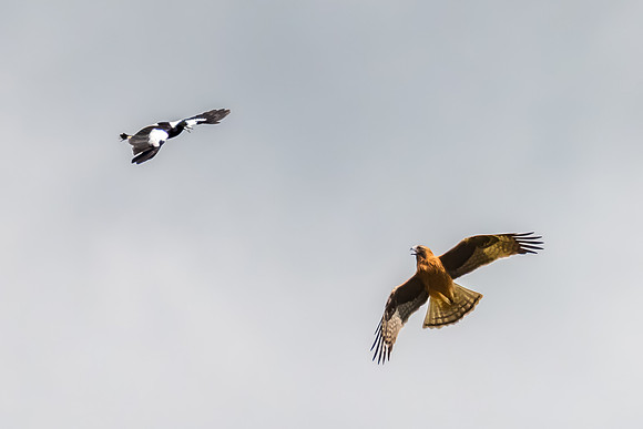 Australian Magpie chalenging a Light-morph Little Eagle  in an o
