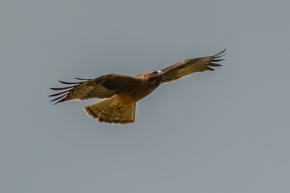 Light-morph Little Eagle flying in an overcast sky
