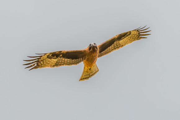 Light-morph Little Eagle flying in an overcast sky