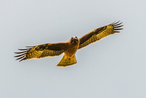 Light-morph Little Eagle flying in an overcast sky