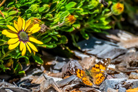 Australian Painted Lady Butterfly and a yellow Blue Eyed Beauty