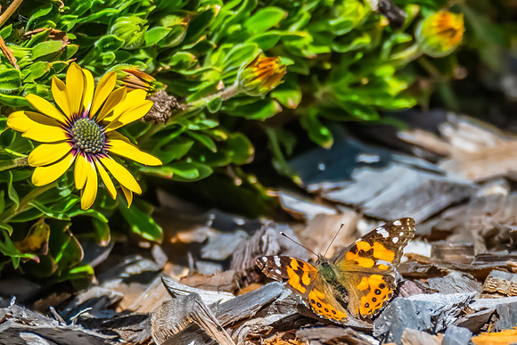 Australian Painted Lady Butterfly and a yellow Blue Eyed Beauty