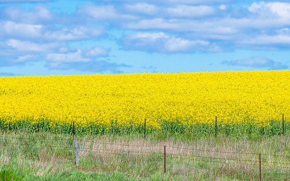 Spring Canola Crop in the NSW Central West Countryside