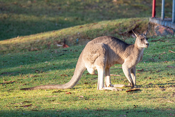 Male Eastern Grey Kangaroo