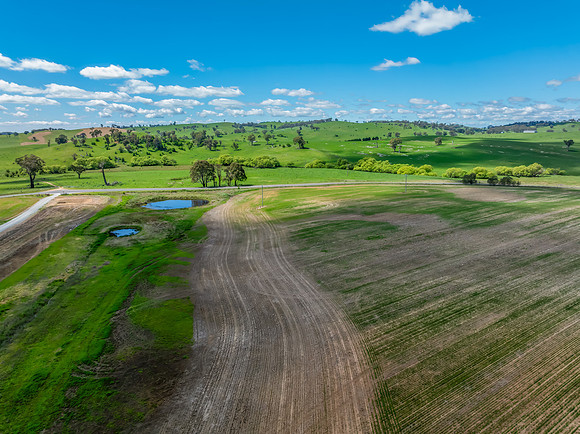 Spring Canola Crop in the NSW Central West Countryside