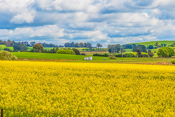 Spring Canola Crop in the NSW Central West Countryside