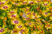 Australian Painted Lady Butterfly and a yellow Blue Eyed Beauty