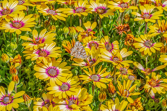 Australian Painted Lady Butterfly and a yellow Blue Eyed Beauty