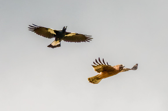 Australian Magpie chalenging a Light-morph Little Eagle  in an o