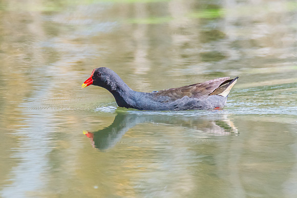 Birds of the Wetlands - Purple Swamphen