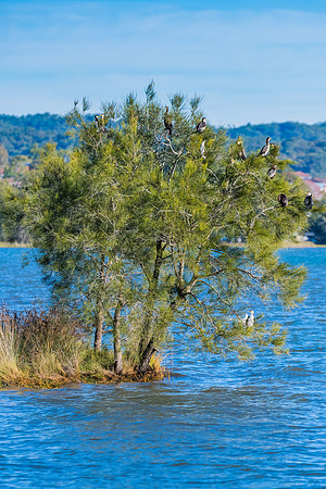Birdlife on a tree on the lake