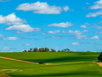 Spring Canola Crop in the NSW Central West Countryside