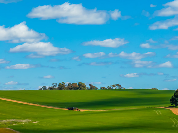 Spring Canola Crop in the NSW Central West Countryside