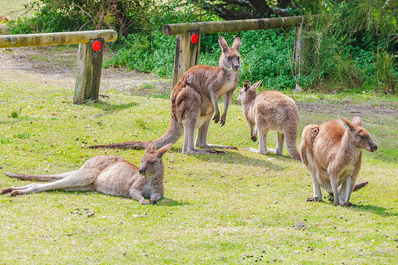 Eastern Grey Kangaoos