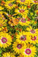 Vibrant yellow African daisies in full bloom with two butterflie