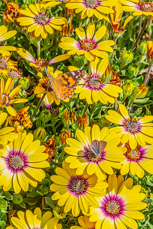 Vibrant yellow African daisies in full bloom with two butterflie