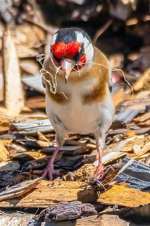 European Goldfinch gathering nesting materials