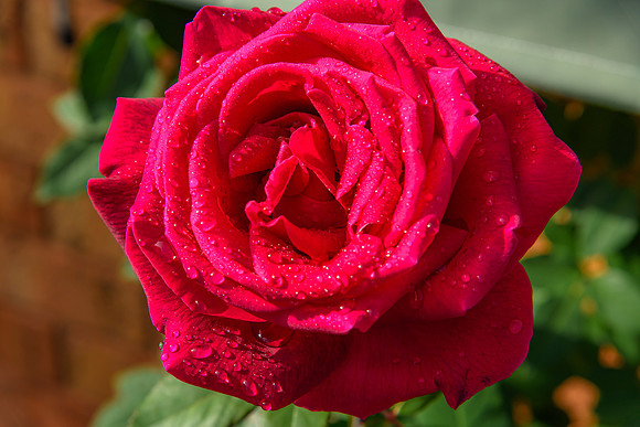 Red rose in full bloom with rain drops in the garden