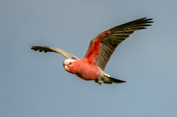 Galah flying in the late afternoon light