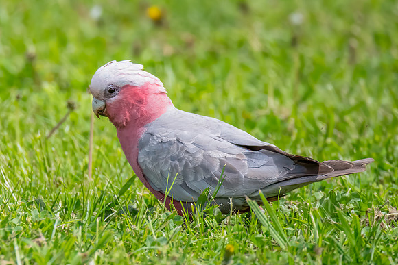 Galah foraging on green grass