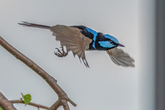 Male Superb Fairy-wren on the tree branch