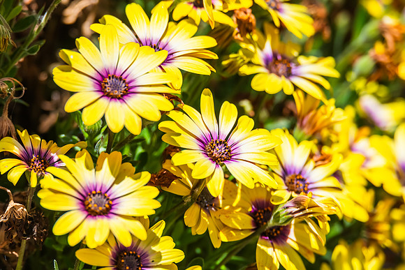 Yellow Blue Eyed Beauty Osteospermum flowers in the garden