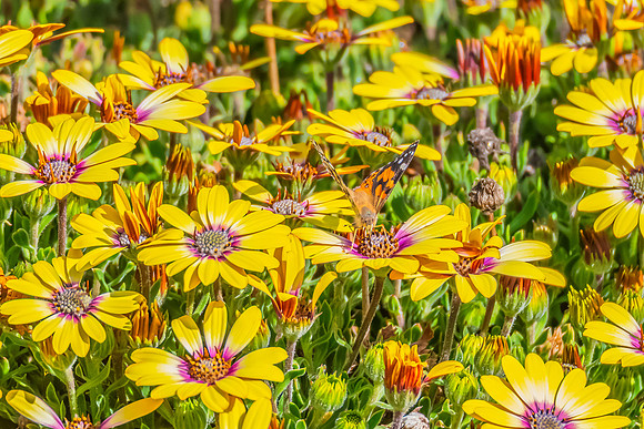 Australian Painted Lady Butterfly and a yellow Blue Eyed Beauty