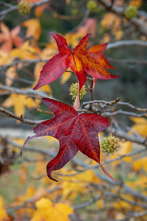 Autumn leaves falling from the tree, Winter has arrived