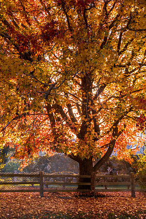 Early Morning Autumn Hues
