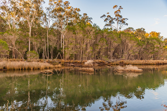 Late afternoon tree reflections at the creek