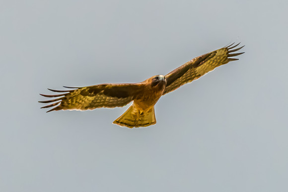 Light-morph Little Eagle flying in an overcast sky