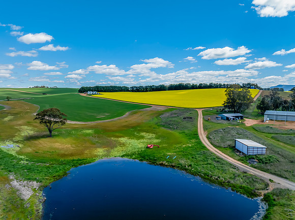 Spring Canola Crop in the NSW Central West Countryside