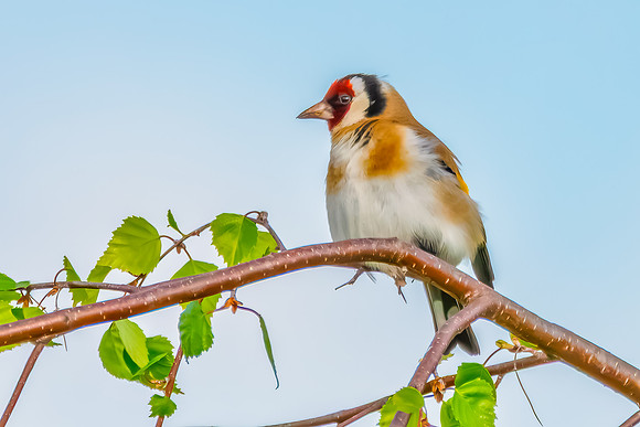 The small and multi-coloured European Goldfinch