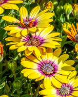 Hoverfly in the yellow Blue Eyed Beauty Osteospermum flowers